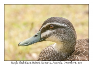 Pacific Black Duck