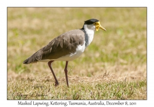 Masked Lapwing