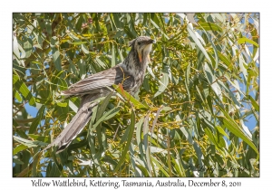 Yellow Wattlebird