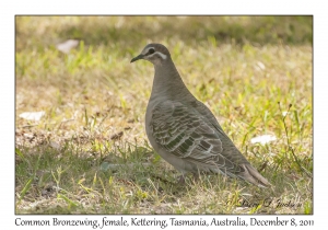 Common Bronzewing