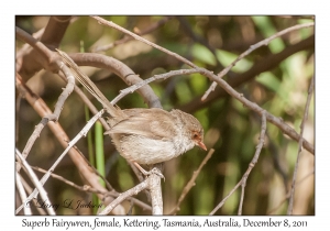 Superb Fairywren