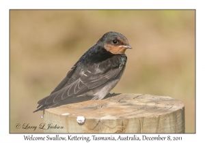 Welcome Swallow