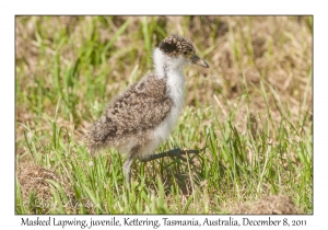 Masked Lapwing