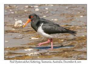 Pied Oystercatcher