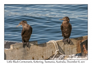 Little Black Cormorants