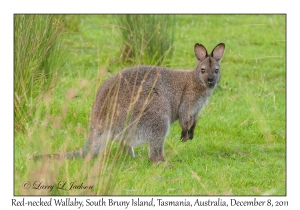 Red-necked Wallaby