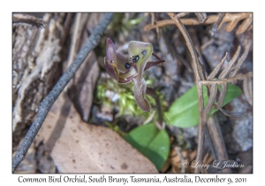 Common Bird Orchid