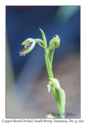 Copper Beard Orchid