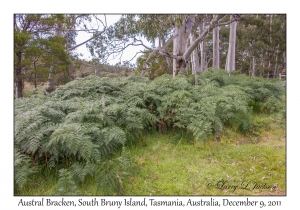 Austral Bracken