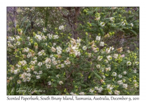 Scented Paperbark