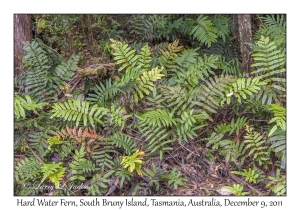 Hard Water Fern