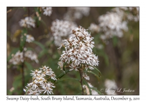 Swamp Daisy-bush