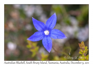 Australian Bluebell