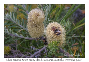 Silver Banksia