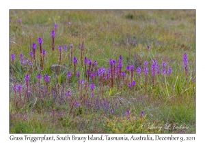 Grass Triggerplant