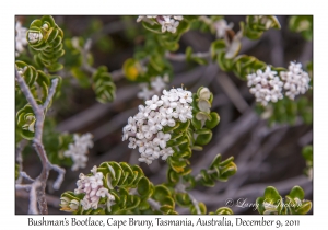 Bushman's Bootlace