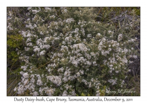 Dusty Daisy-bush