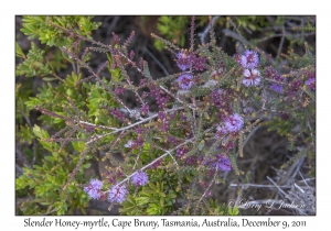 Slender Honey-myrtle