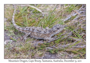 Mountain Dragon