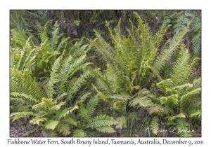 Fishbone Water Ferns