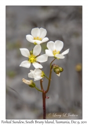 Forked Sundew