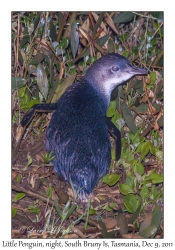 Little Penquin at night