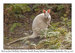 Red-necked Wallaby