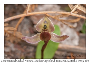 Common Bird Orchid