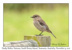 Dusky Robin