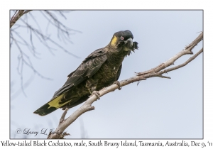 Yellow-tailed Black Cockatoo