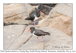 Pied Oystercatchers