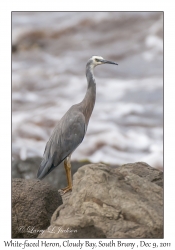 White-faced Heron