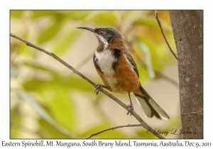 Eastern Spinebill