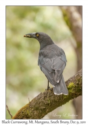 Black Currawong