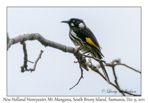 New Holland Honeyeater