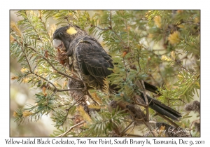 Yellow-tailed Black Cockatoo