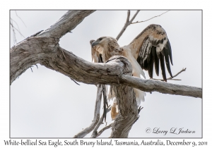 White-bellied Sea Eagle