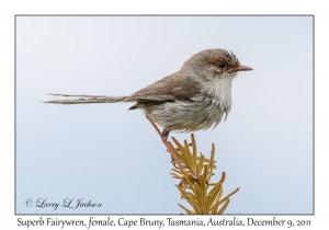 Superb Fairywren