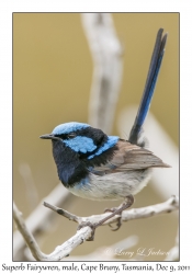 Superb Fairywren