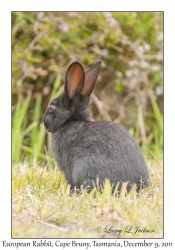 European Rabbit