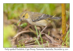 Forty-spotted Pardalote