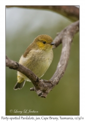 Forty-spotted Pardalote juvenile