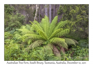 Australian Tree Fern