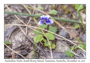 Australian Violet