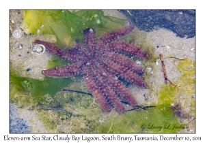 Eleven-arm Seastar