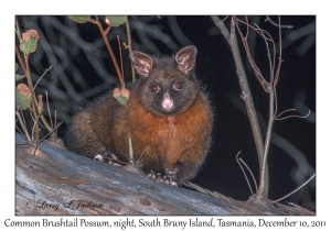 Common Brushtail Possum at night