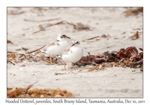 Hooded Dotterel juveniles