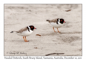 Hooded Dotterels