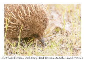 Short-beaked Echidna