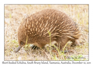 Short-beaked Echidna